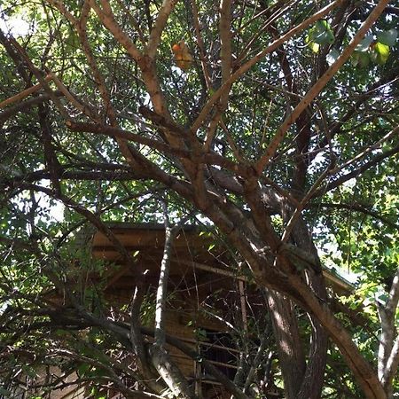 The Inn On The Tree 锡吉里亚 外观 照片