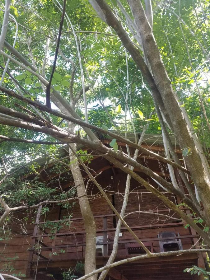 The Inn On The Tree 锡吉里亚 外观 照片