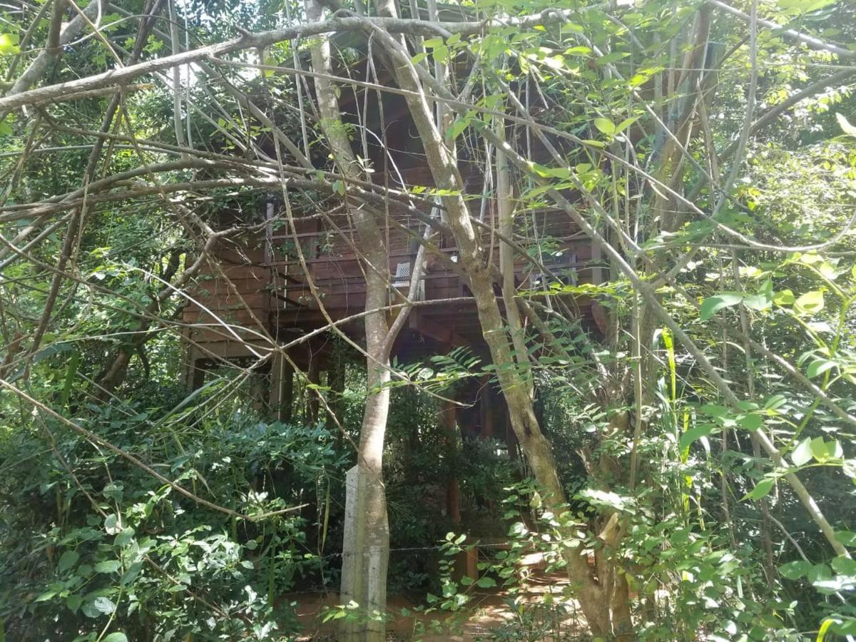 The Inn On The Tree 锡吉里亚 外观 照片